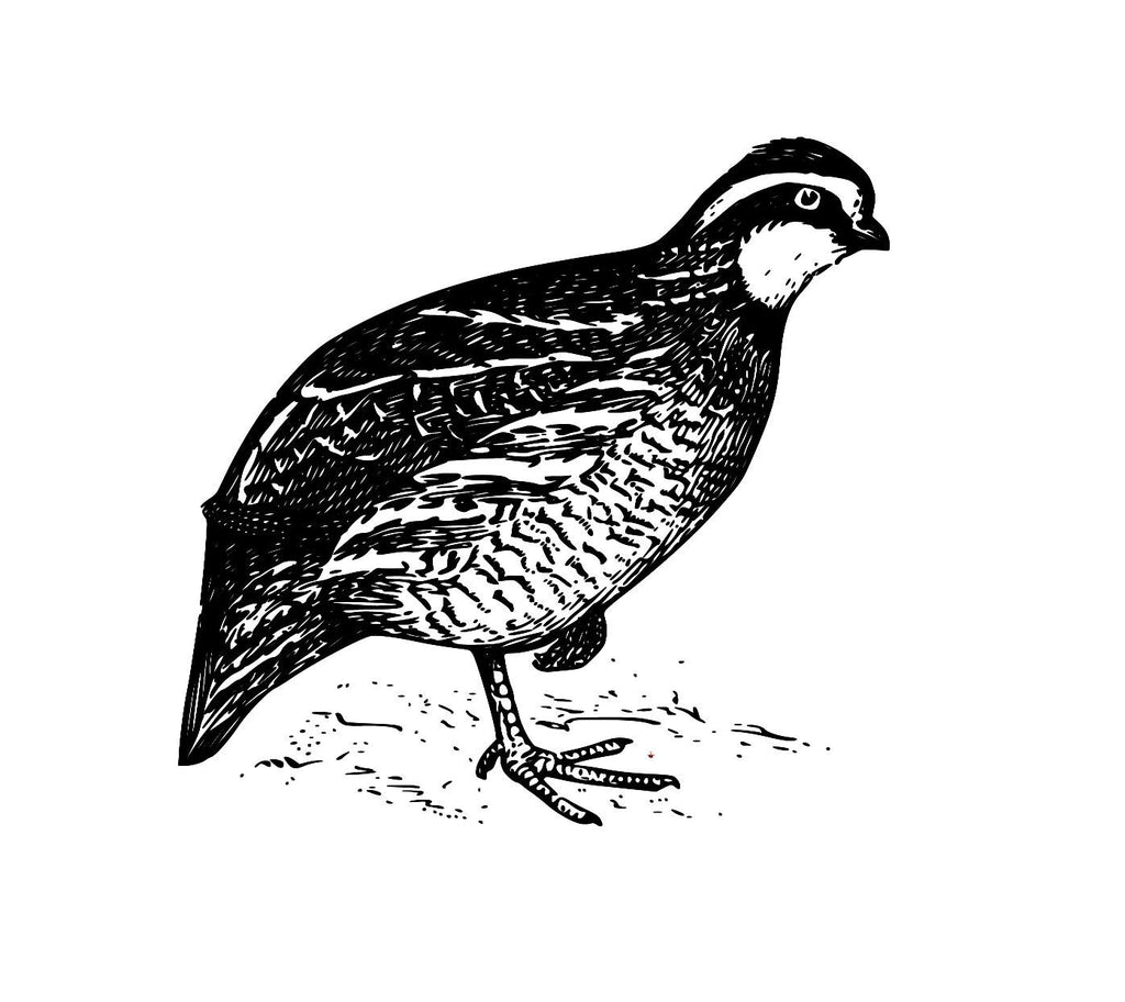 Quail Pheasant Vector Art, Laser Cut CNC Design (Digital File)