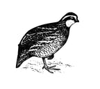 Quail Pheasant Vector Art, Laser Cut CNC Design (Digital File)